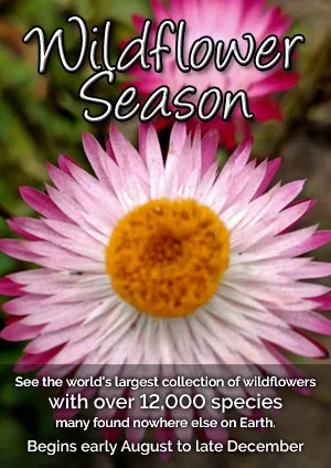 Wildflower Season