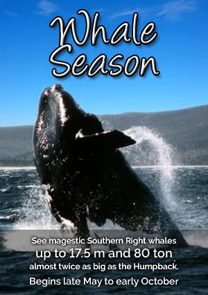 Whale Watching Season
