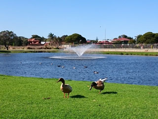 Lake, Fountain and Waterbirds