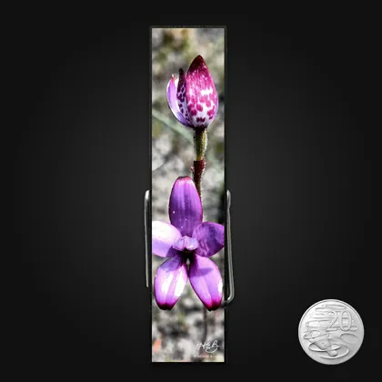 Purple Enamel Orchid