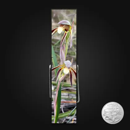 Rattle Beak Orchid 2
